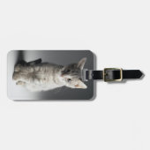 Blaues Tabby-Kätzchen Gepäckanhänger (Vorderseite horizontal)