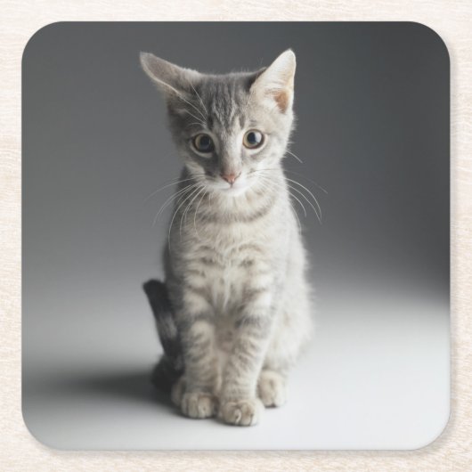 Blaues Tabby-Kätzchen Rechteckiger Pappuntersetzer (Vorderseite)