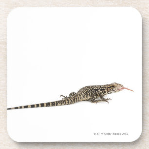 Blaues tegu - Tupinambis merianae Untersetzer