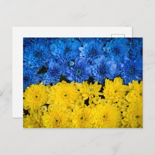 Blaues und gelbes Chrysanthemas Nature Foto Poster Postkarte (Vorne/Hinten)