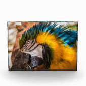 Blaues und gelbes Makaportrait Fotoblock (Vorderseite)