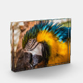 Blaues und gelbes Makaportrait Fotoblock (Links)