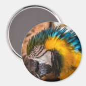 Blaues und gelbes Makaportrait Magnet (Vorderseite/Rückseite)