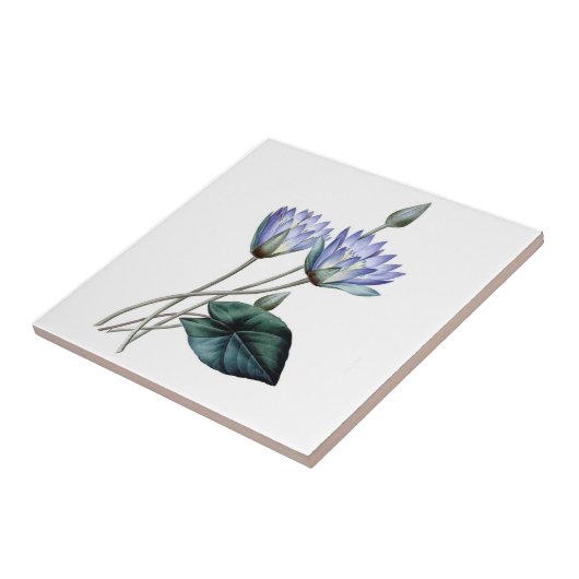 Blaues Wasser-Lilien-Fliese Fliese (Seite)