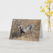 Blaues Weimaraner auf einem Gebiet Karte (Gelbe Blume)