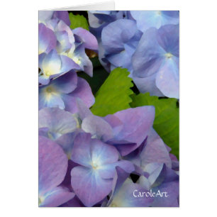 Blaueste blaue Hydrangeas