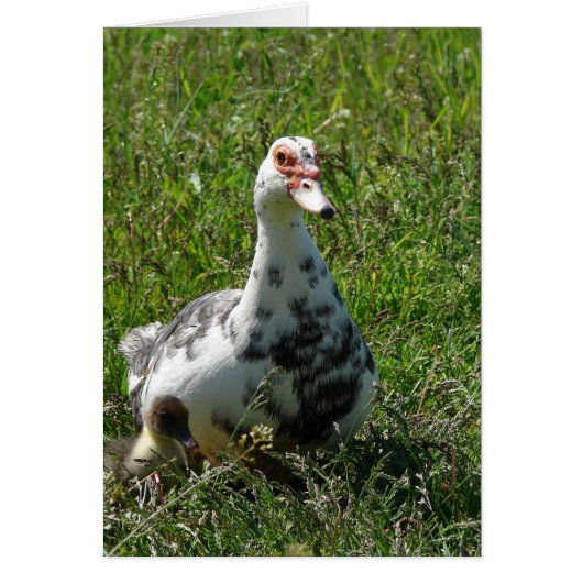 Blaufarbe Muscovy Hen und Ducklings (Vorne)