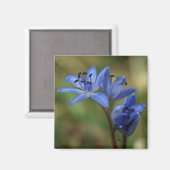 Blaufeder Magnet (Vorderseite/Rückseite)