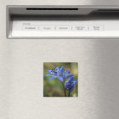 Blaufeder Magnet (In Situ (Geschirrspüler))