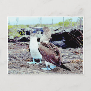 Blauffüßer Boobies, Galapagos-Inseln Postkarte