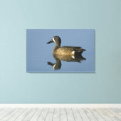 Blauflügelige Aquamarin, Anas-Discors, männlich, P Leinwanddruck (Insitu (Holzboden))