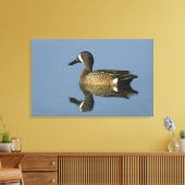 Blauflügelige Aquamarin, Anas-Discors, männlich, P Leinwanddruck (Insitu (Wohnzimmer))