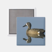Blauflügelige Aquamarin, Anas-Discors, männlich, P Magnet (Vorderseite/Rückseite)