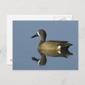 Blauflügelige Aquamarin, Anas-Discors, männlich, P Postkarte (Vorne/Hinten)