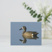 Blauflügelige Aquamarin, Anas-Discors, männlich, P Postkarte (Stehend Vorderseite)