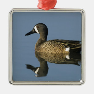 Blauflügelige Aquamarin, Anas-Discors, männlich, P Silbernes Ornament