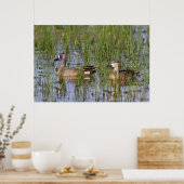 Blauflügelige Aquamarine Männer und Frauen in Feuc Poster (Küche)