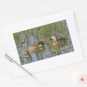 Blauflügelige Aquamarine Männer und Frauen in Feuc Rechteckiger Aufkleber (Umschlag)