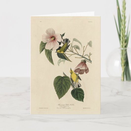 Blauflügelige Gelbe Warbler - Audubon Birds Amerik Karte (Vorderseite)