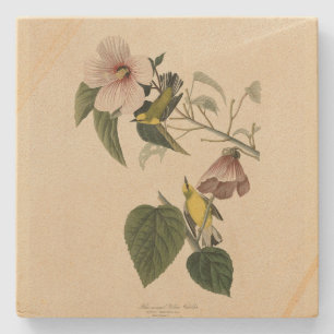 Blauflügelige Gelbe Warbler - Audubon Birds Amerik Steinuntersetzer