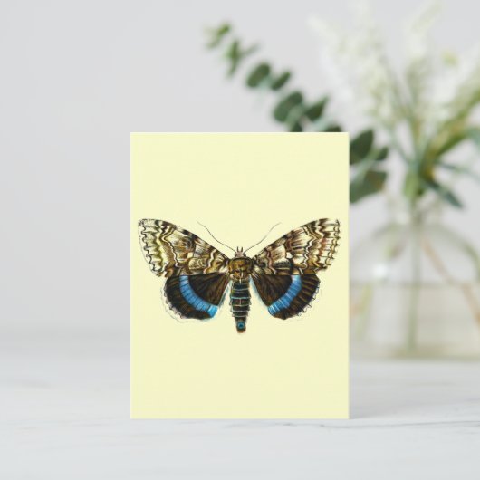 Blaufuchs Postkarte (Stehend Vorderseite)