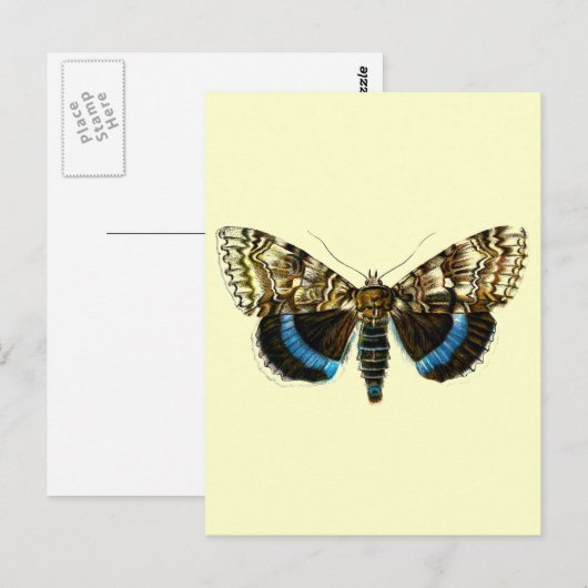 Blaufuchs Postkarte (Vorne/Hinten)