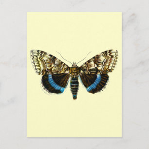 Blaufuchs Postkarte