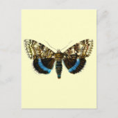 Blaufuchs Postkarte (Vorderseite)