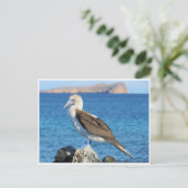 Blaufuß Postkarte (Stehend Vorderseite)