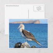 Blaufuß Postkarte (Vorne/Hinten)