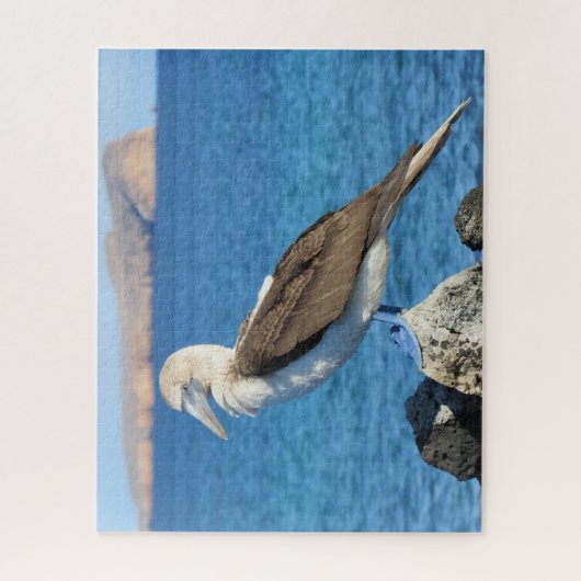 Blaufuß Puzzle (Vertikal)