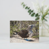 Blaufuß-Tölpel mit Ei Postkarte (Stehend Vorderseite)