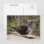 Blaufuß-Tölpel mit Ei Postkarte (Vorne/Hinten)