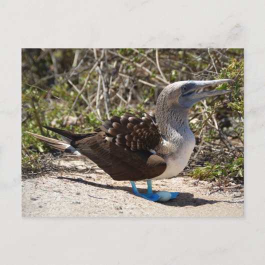 Blaufuß-Tölpel mit Ei Postkarte (Vorderseite)