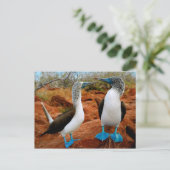 Blaufußboobien (Sula nebouxii) Postkarte (Stehend Vorderseite)