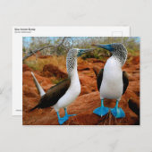 Blaufußboobien (Sula nebouxii) Postkarte (Vorne/Hinten)