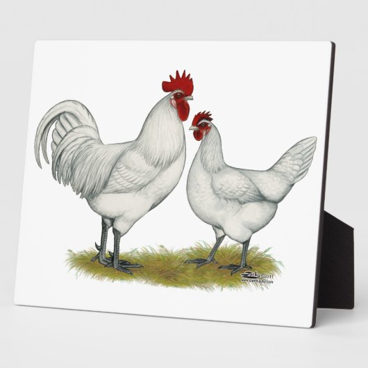 Blaufüßer Fotoplatte (Seite)