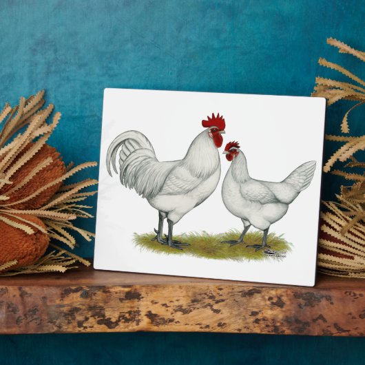 Blaufüßer Fotoplatte (Seite)