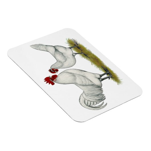 Blaufüßer Magnet (Rechte Seite)