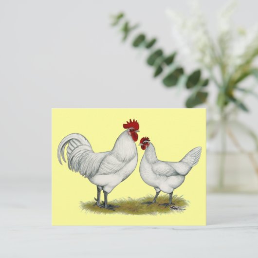 Blaufüßer Postkarte (Stehend Vorderseite)