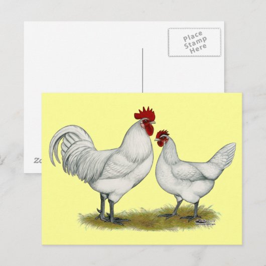 Blaufüßer Postkarte (Vorne/Hinten)