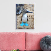 Blaufüßiger Stiefel Leinwanddruck (Insitu (Wohnzimmer))