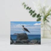 Blaufüßiger Vogel Postkarte (Stehend Vorderseite)