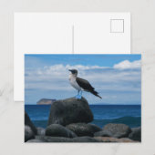 Blaufüßiger Vogel Postkarte (Vorne/Hinten)