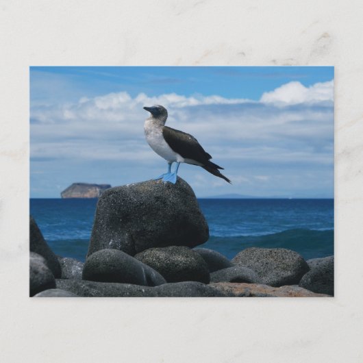 Blaufüßiger Vogel Postkarte (Vorderseite)