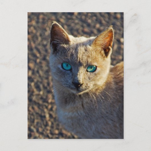 Blaugäugige Katze Postkarte (Vorderseite)