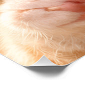 Blaugäugiges Kätzchen leckt Pfote Poster (Ecke)