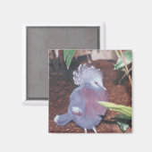 Blaugekrönte Kaiseraube - Magnet (Vorderseite/Rückseite)