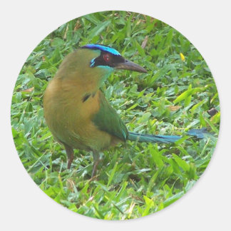 Blaugekronter Motmot Runder Aufkleber