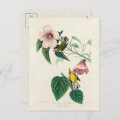 Blaugelber Gelbschwanz von Vögeln Amerikas Postkarte (Vorne/Hinten)